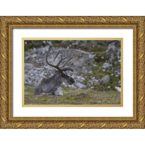Norway, Prins Karls Forland Reindeer grazing Gold Ornate Wood Framed Art Print with Double Matting by Young, Bill