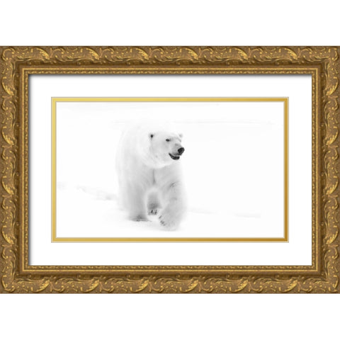 Norway, Svalbard Walking polar bear Gold Ornate Wood Framed Art Print with Double Matting by Young, Bill
