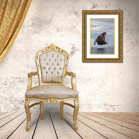 Norway-Svalbard-Nordaustlandet-Austfonna Walrus on ice Gold Ornate Wood Framed Art Print with Double Matting by Hopkins, Cindy Miller