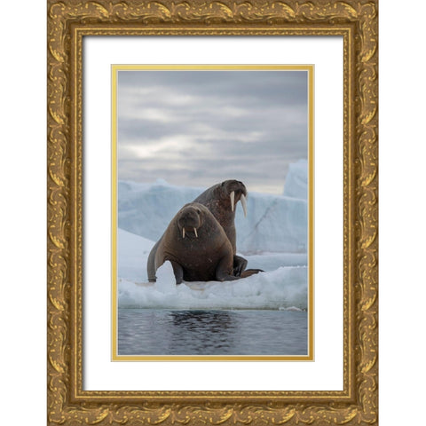 Norway-Svalbard-Nordaustlandet-Austfonna Walrus on ice Gold Ornate Wood Framed Art Print with Double Matting by Hopkins, Cindy Miller