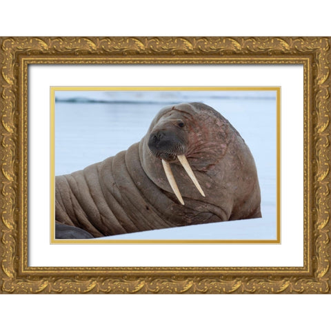 Norway-Svalbard-Nordaustlandet-Austfonna Walrus on ice Gold Ornate Wood Framed Art Print with Double Matting by Hopkins, Cindy Miller