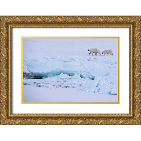 Norway-High Arctic Polar bear mother and cub on sea ice Gold Ornate Wood Framed Art Print with Double Matting by Hopkins, Cindy Miller