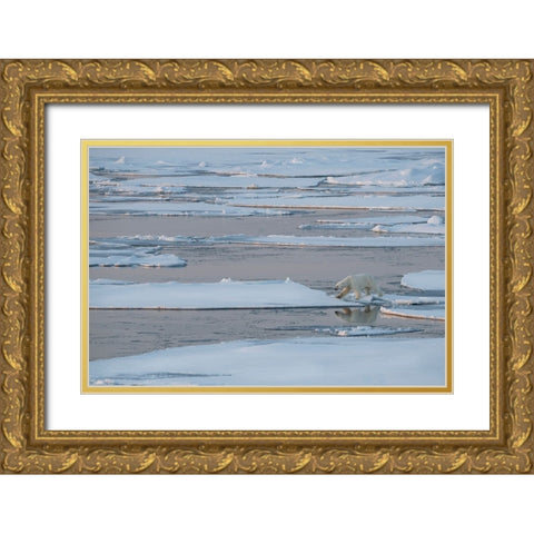 Norway-High Arctic Lone polar bear on sea ice at dusk Gold Ornate Wood Framed Art Print with Double Matting by Hopkins, Cindy Miller