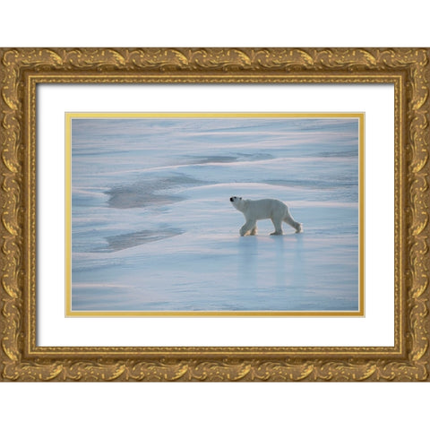 Norway-High Arctic Underweight polar bear on sea ice at dusk Gold Ornate Wood Framed Art Print with Double Matting by Hopkins, Cindy Miller
