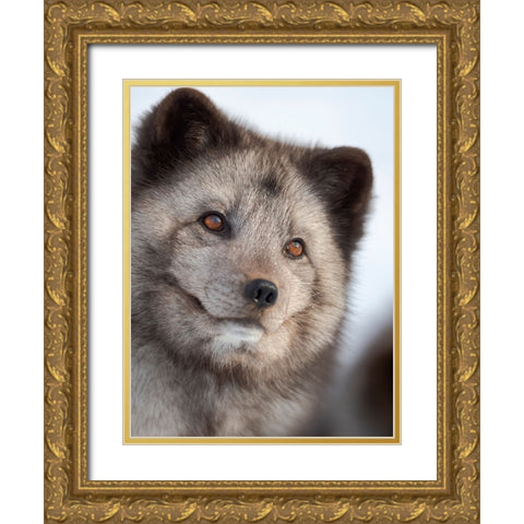 Arctic Fox- blue morph- in deep snow during winter. Europe- Norway- Bardu- Polar Park Gold Ornate Wood Framed Art Print with Double Matting by Zwick, Martin