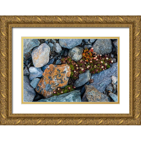 Tufted saxifrage {Saxifraga cepitosa}-in flower Gold Ornate Wood Framed Art Print with Double Matting by Pitamitz, Sergio