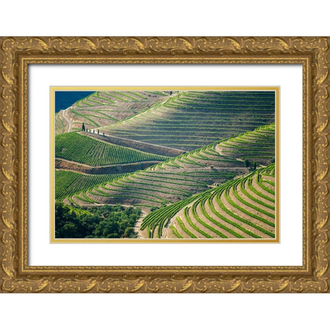 Europe-Portugal-Douro Valley-Vineyard patterns Gold Ornate Wood Framed Art Print with Double Matting by Jaynes Gallery