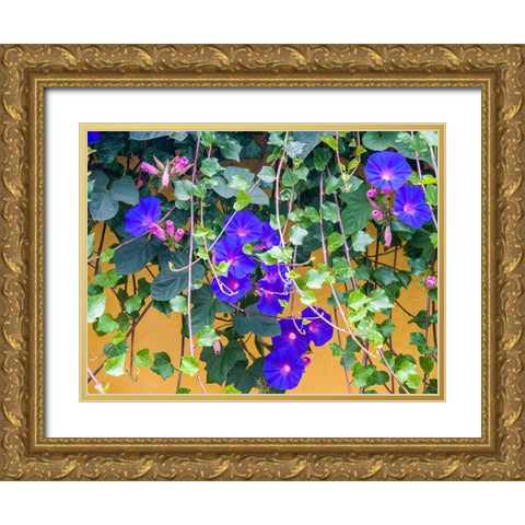 Portugal-Aveiro-Blue Morning Glory-Ipomoea indica-growing wild in the historic district of Aveiro Gold Ornate Wood Framed Art Print with Double Matting by Eggers, Julie