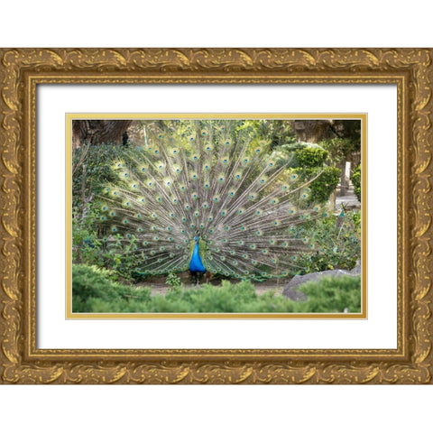 Lisbon- Portugal. Castelo Sao Jorge. Peacocks reside on the castle grounds Gold Ornate Wood Framed Art Print with Double Matting by McRoberts, Julien