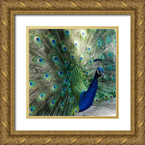 Lisbon- Portugal. Castelo Sao Jorge. Peacocks reside on the castle grounds Gold Ornate Wood Framed Art Print with Double Matting by McRoberts, Julien