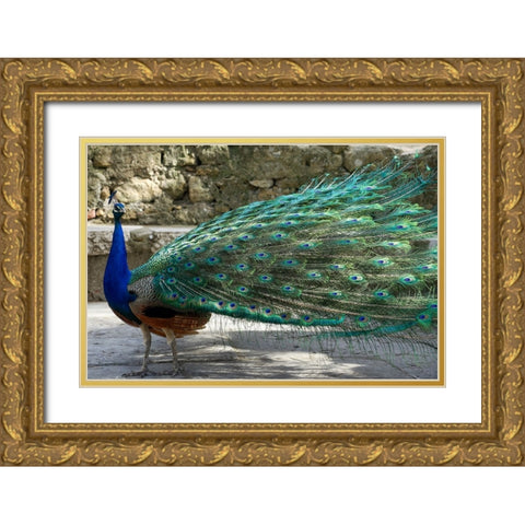 Lisbon- Portugal. Castelo Sao Jorge. Peacocks reside on the castle grounds Gold Ornate Wood Framed Art Print with Double Matting by McRoberts, Julien