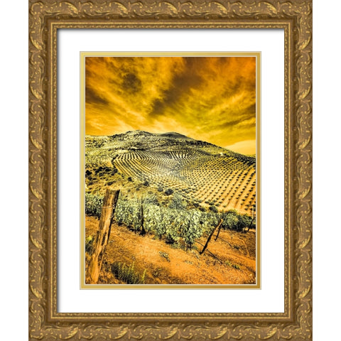 Portugal-Douro Valley-Vineyards and Olive Groves Gold Ornate Wood Framed Art Print with Double Matting by Eggers, Terry