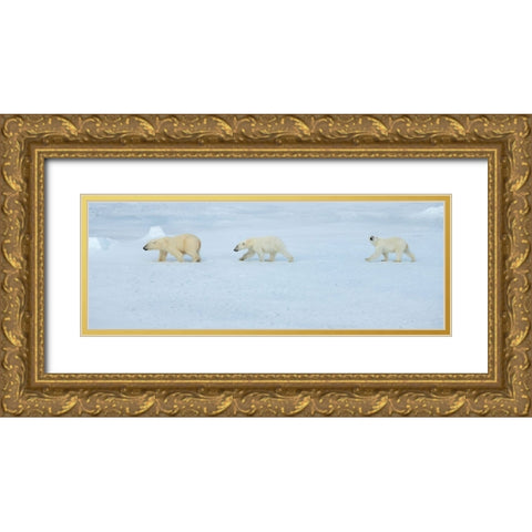 Russia-High Arctic-Franz Josef Land Polar bear female with two cubs on sea ice Gold Ornate Wood Framed Art Print with Double Matting by Hopkins, Cindy Miller