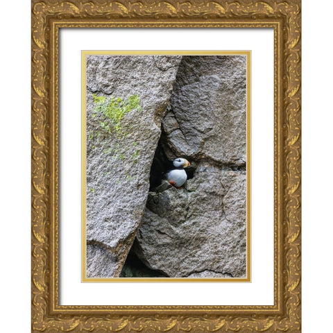 Horned Puffin-Fratercula comiculata-Cape Archen-Bering Sea-Russian Far East Gold Ornate Wood Framed Art Print with Double Matting by Su, Keren