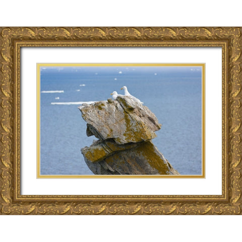Seagulls on rock pile-Kolyuchin Island-once an important Russian Polar Research Station-Bering Sea- Gold Ornate Wood Framed Art Print with Double Matting by Su, Keren