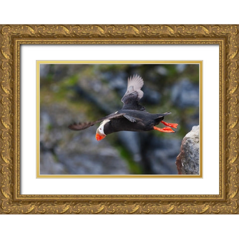 Tufted Puffin-Fratercula cirrhata-on Kolyuchin Island-once an important Russian Polar Research Stat Gold Ornate Wood Framed Art Print with Double Matting by Su, Keren