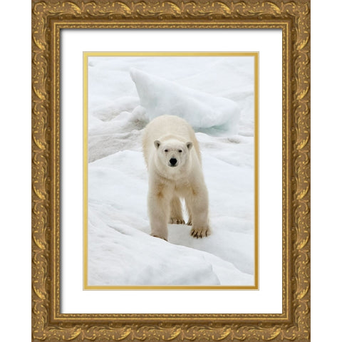 Polar Bear on ice-Bering Sea-Russia Far East Gold Ornate Wood Framed Art Print with Double Matting by Su, Keren