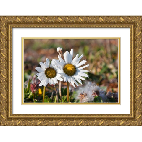 Arctic Chrysanthemum-Chrysanthemum arcticum-Cape Onman-Chukchi Sea-Russia Far East Gold Ornate Wood Framed Art Print with Double Matting by Su, Keren