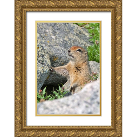 Ground squirrel-Cape Dezhnev-most eastern corner of Eurasia-Russian Far East Gold Ornate Wood Framed Art Print with Double Matting by Su, Keren