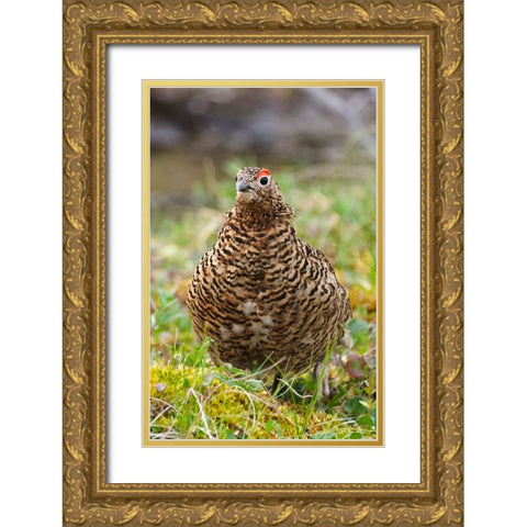 Willow grouse-willow Ptarmigan-Yttygran Island-Bering Sea-Russia Far East Gold Ornate Wood Framed Art Print with Double Matting by Su, Keren