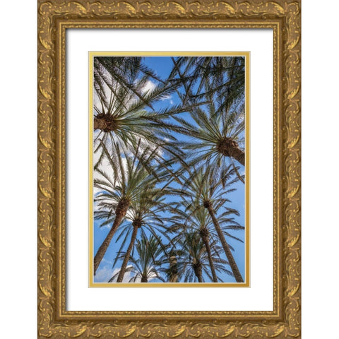Spain-Canary Islands-Gran Canaria Island-Maspalomas-palm tree canopy Gold Ornate Wood Framed Art Print with Double Matting by Bibikow, Walter