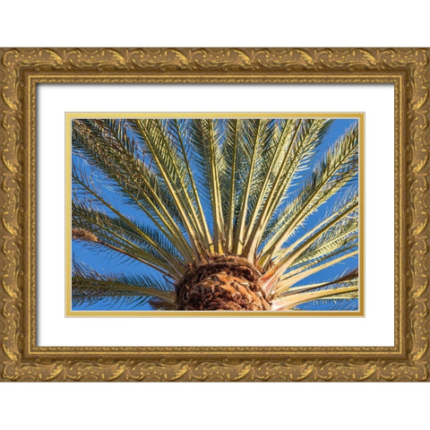 Canary Islands-Fuerteventura Island-Morro Jable-Playa del Matorral beach-palm tree Gold Ornate Wood Framed Art Print with Double Matting by Bibikow, Walter
