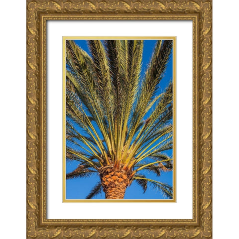 Canary Islands-Fuerteventura Island-Morro Jable-Playa del Matorral beach-palm tree Gold Ornate Wood Framed Art Print with Double Matting by Bibikow, Walter