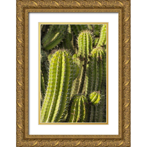 Canary Islands-Fuerteventura Island-Caleta de Fuste-beachfront cactus Gold Ornate Wood Framed Art Print with Double Matting by Bibikow, Walter