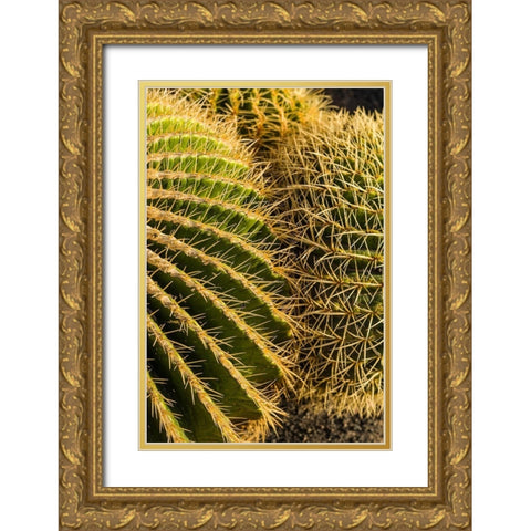Canary Islands-Fuerteventura Island-Caleta de Fuste-beachfront cactus Gold Ornate Wood Framed Art Print with Double Matting by Bibikow, Walter