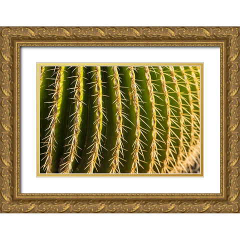 Canary Islands-Fuerteventura Island-Caleta de Fuste-beachfront cactus Gold Ornate Wood Framed Art Print with Double Matting by Bibikow, Walter