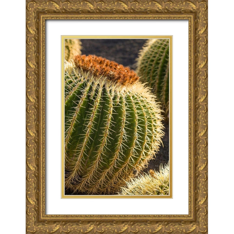 Canary Islands-Fuerteventura Island-Caleta de Fuste-beachfront cactus Gold Ornate Wood Framed Art Print with Double Matting by Bibikow, Walter