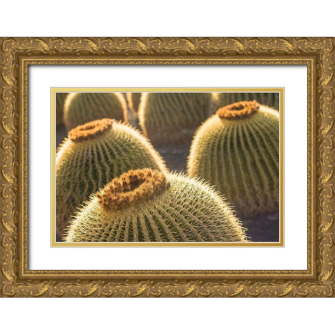Canary Islands-Fuerteventura Island-Caleta de Fuste-beachfront cactus Gold Ornate Wood Framed Art Print with Double Matting by Bibikow, Walter