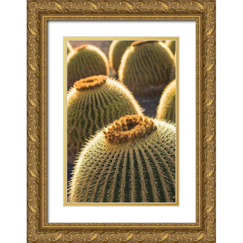 Canary Islands-Fuerteventura Island-Caleta de Fuste-beachfront cactus Gold Ornate Wood Framed Art Print with Double Matting by Bibikow, Walter