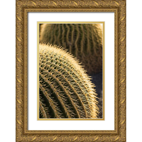 Canary Islands-Fuerteventura Island-Caleta de Fuste-beachfront cactus Gold Ornate Wood Framed Art Print with Double Matting by Bibikow, Walter