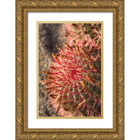 Canary Islands-Fuerteventura Island-Caleta de Fuste-beachfront cactus Gold Ornate Wood Framed Art Print with Double Matting by Bibikow, Walter