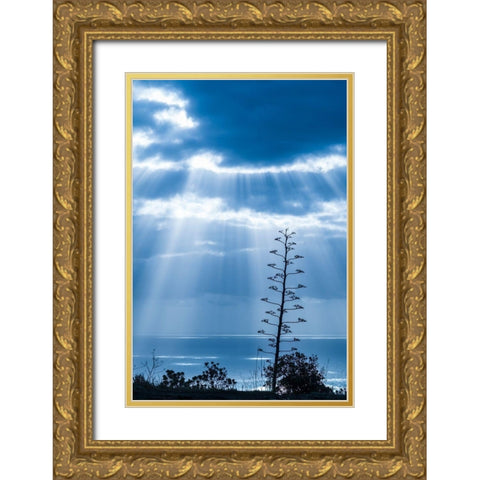 Canary Islands-La Palma Island-Santa Cruz de la Palma-dramatic sky and tree Gold Ornate Wood Framed Art Print with Double Matting by Bibikow, Walter