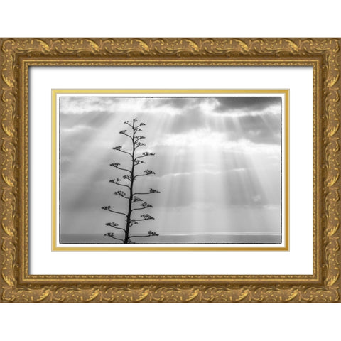 Canary Islands-La Palma Island-Santa Cruz de la Palma-dramatic sky and tree Gold Ornate Wood Framed Art Print with Double Matting by Bibikow, Walter