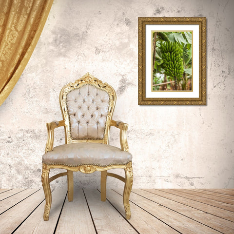 Canary Islands-La Palma Island-San Andres-bananas Gold Ornate Wood Framed Art Print with Double Matting by Bibikow, Walter