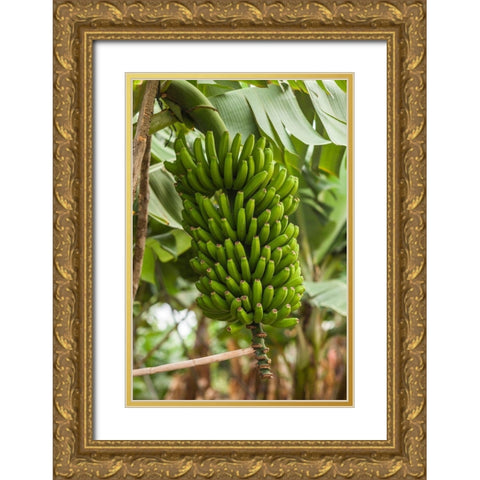 Canary Islands-La Palma Island-San Andres-bananas Gold Ornate Wood Framed Art Print with Double Matting by Bibikow, Walter