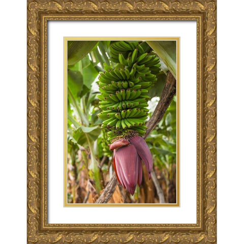 Canary Islands-La Palma Island-San Andres-banana flower Gold Ornate Wood Framed Art Print with Double Matting by Bibikow, Walter
