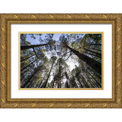 Canary Islands--forest growing in old lava field Gold Ornate Wood Framed Art Print with Double Matting by Bibikow, Walter