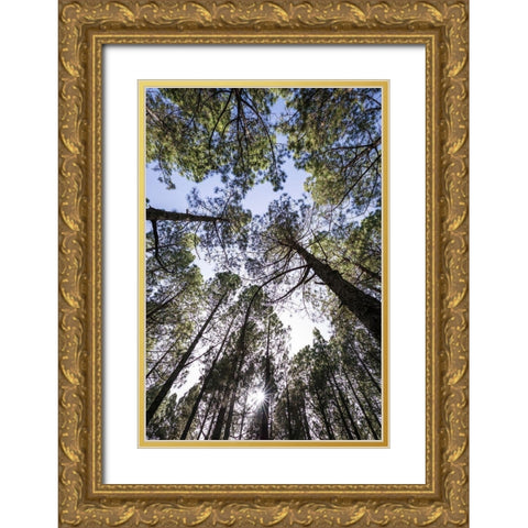 Canary Islands--forest growing in old lava field Gold Ornate Wood Framed Art Print with Double Matting by Bibikow, Walter