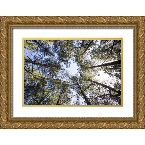 Canary Islands--forest growing in old lava field Gold Ornate Wood Framed Art Print with Double Matting by Bibikow, Walter