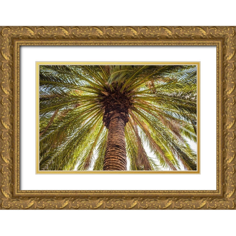 Canary Islands-Tenerife Island-Masca-palm tree Gold Ornate Wood Framed Art Print with Double Matting by Bibikow, Walter