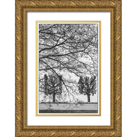 Sweden-Stockholm-trees-early spring Gold Ornate Wood Framed Art Print with Double Matting by Bibikow, Walter