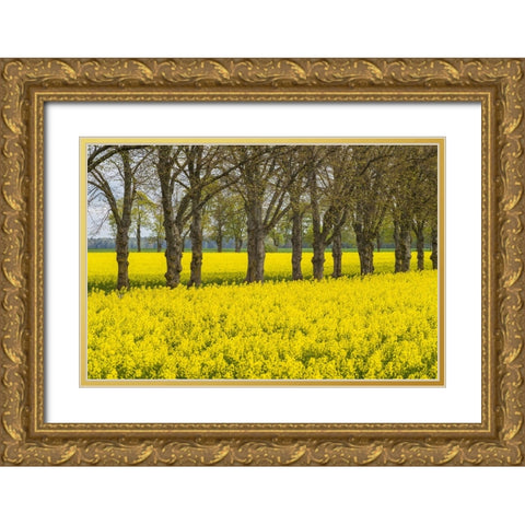 Sweden-Gotland Island-Romakloster-landscape with yellow flowers-springtime Gold Ornate Wood Framed Art Print with Double Matting by Bibikow, Walter