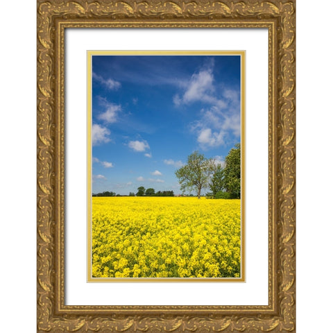 Southern Sweden-Boste lage-filed with yellow flowers-springtime Gold Ornate Wood Framed Art Print with Double Matting by Bibikow, Walter