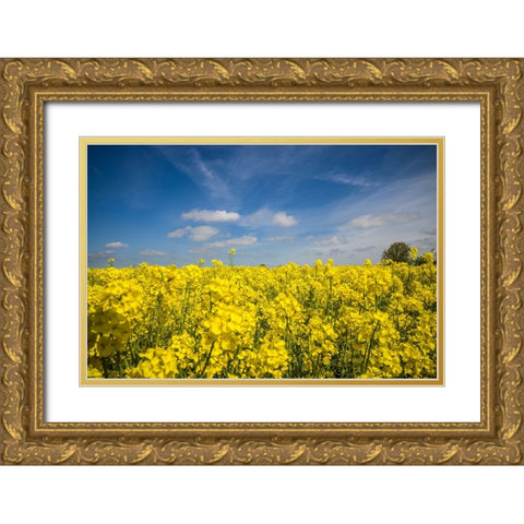 Southern Sweden-Boste lage-filed with yellow flowers-springtime Gold Ornate Wood Framed Art Print with Double Matting by Bibikow, Walter