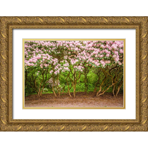 Sweden-Scania-Molle-Krapperups Slott castle-ancient home of the Gyllenstierna family-public garden- Gold Ornate Wood Framed Art Print with Double Matting by Bibikow, Walter