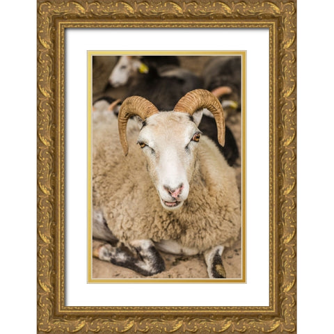 Sweden-Bohuslan-Tanumshede-goat Gold Ornate Wood Framed Art Print with Double Matting by Bibikow, Walter